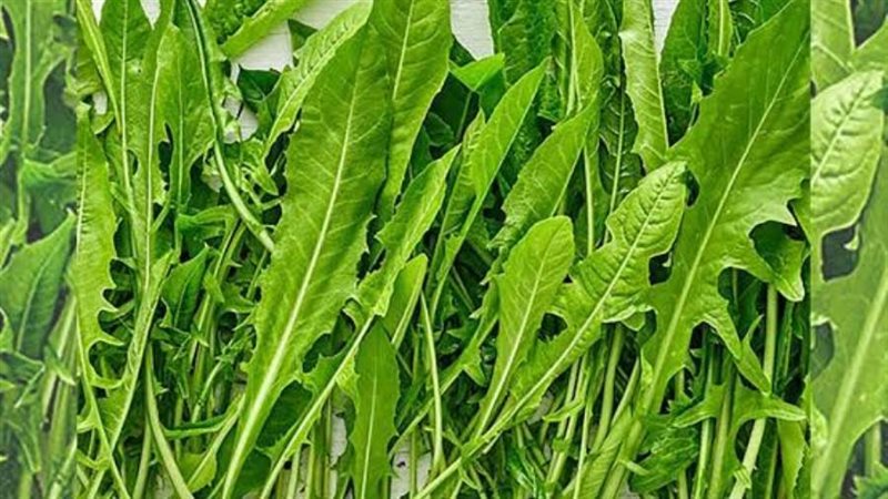 نبات الهندباء