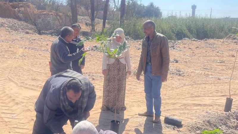 جانب من زراعة الأشجار