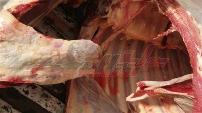 ضبط 75 كجم لحوم غير صالحة للاستهلاك الآدمي بكفر الشيخ 