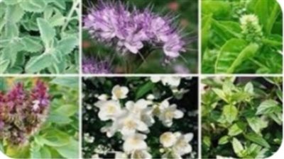 بالصور...التوسع في النباتات الطبية والعطرية بالوادي الجديد  