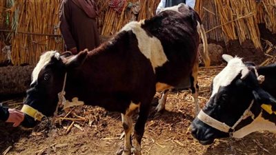 قافلة بيطرية إرشادية علاجية بقرية منشية الزعفران بأبوقرقاص في المنيا