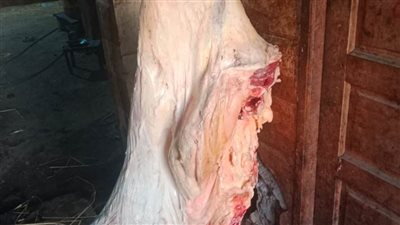 ضبط 2.5 طن لحوم واجبان غير صالحة للاستهلاك الآدمي خلال حملات بيطرية وتموينية بالمنيا