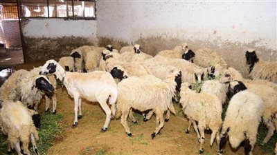 رئيس جامعة سوهاج يشيد بمنتجات وحدتي الإنتاج الحيواني والزراعي