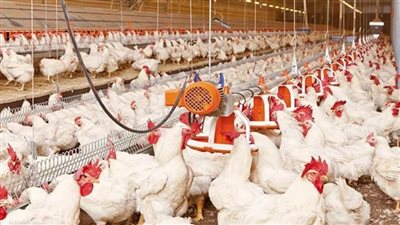 بيطري كفر الشيخ يحصن 53 ألف طائر متنوع ضد الأمراض الوبائية وإنفلونزا الطيور