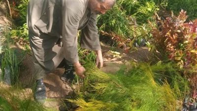 ضمن مبادرة 100 مليون شجرة استمرار زراعة أشجار مثمرة وزينة بـ