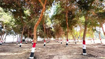 300 شاب عربي ومصري يزرعون الأشجار بالغابة الشجرية بالأقصر كحائط صد للتغيرات المناخية