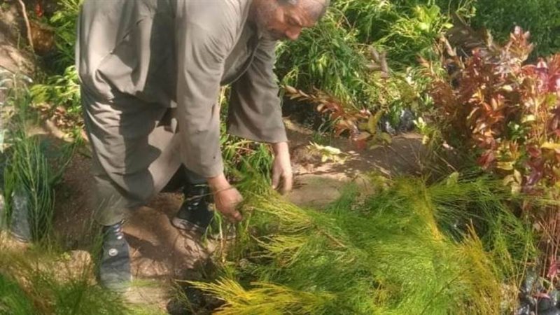 زراعة أشجار مثمرة