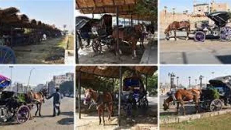 عربات الحنطور والخيول