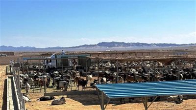 وصول 1500 رأس ماشية سوداني إلى مجزر 