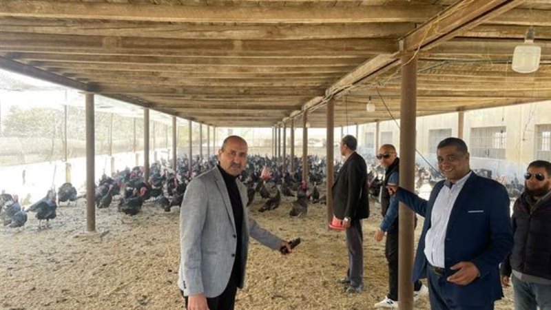 مشروع الدواجن ببنى