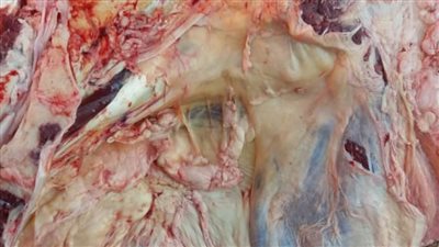 محافظ أسيوط يوجه بتكثيف الرقابة لضبط الأسواق قبل شهر رمضان