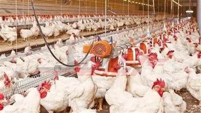 تحصين 70 ألف طائر متنوع ضد الأمراض الوبائية وإنفلونزا الطيور