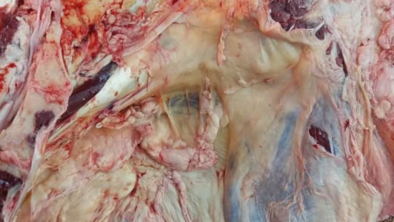 محافظ أسيوط يوجه