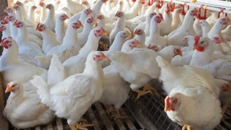 صناعة الدواجن