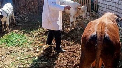 تحصين 195 ألف رأس ماشية للوقاية من مرضى الجلد العقدي والجدري بالمنيا