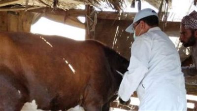 تحصين 153 ألف رأس من الماشية ضد الأمراض الوبائية بالغربية