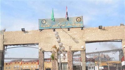 غدًا السبت.. بدء موسم توريد محصول البنجر في المنيا