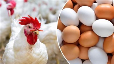 لحظة بلحظة.. أسعار البيض والدواجن واللحوم اليوم الأحد 17 مارس 2024