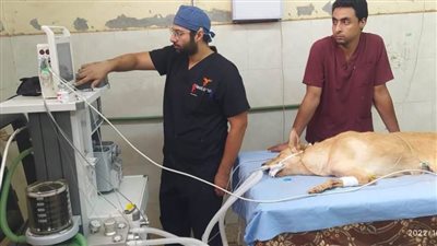 المستشفى البيطري بجامعة سوهاج تزود بأحدث التقنيات والمعدات البيطرية وتعالج ٦٥٠ حالة مرضية