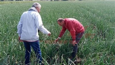 ندوات وقوافل زراعية ومدارس حقلية لتعزيز الوعي بممارسات الزراعة الحديثة