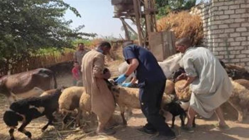 تطعيم 13 ألف رأس