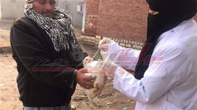 بيطري كفر الشيخ: تحصين 38 ألف طائر متنوع ضد الأمراض الوبائية وإنفلونزا الطيور