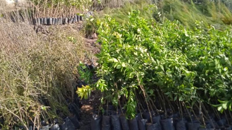 مبادرة 100 مليون