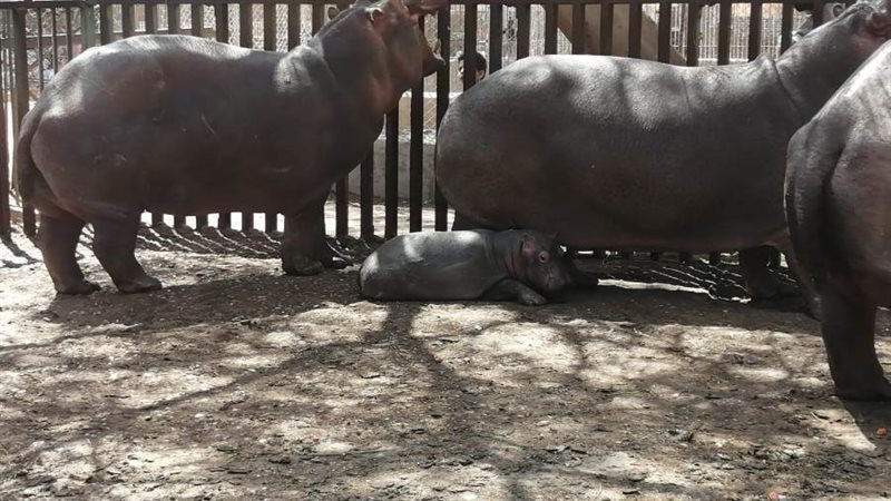 إحدى حدائق الحيوانات