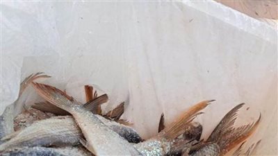 بيطري المنيا.. ضبط 2 طن أسماك مملحة ومدخنة ولحوم غير صالحة للاستهلاك