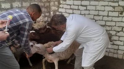 تحصين 160 ألف رأس ماشية لمجابهة أمراض الحمى القلاعية والوادي المتصدع بالمنيا