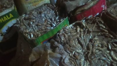 بيطري المنيا.. ضبط 5 اطنان أسماك مملحة ومدخنة ولحوم ودواجن غير صالحة للاستهلاك