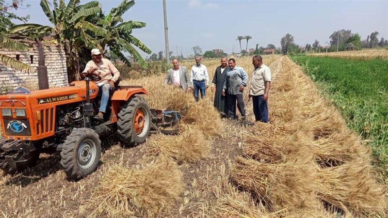 جانب من حصاد محصول