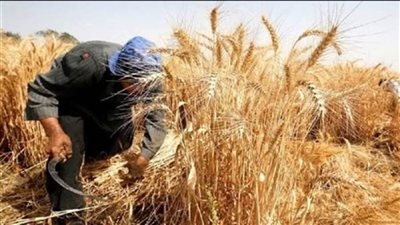 غدًا الإثنين.. بدء موسم حصاد القمح بالوادي الجديد  