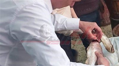 ضبط 140 كيلو فسيخ بدون بيانات مجهول المصدر بكفر الشيخ