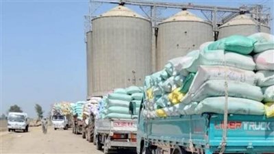 انطلاق ماراثون موسم الحصاد وتوريد القمح المحلي بالإسكندرية 