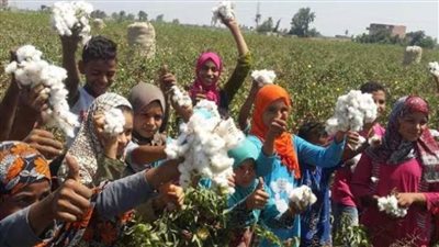 قاض : مجلس الدولة أفتى بتصدير القطن المصري لدول أوروبا والقيود القانونية نالت من هيبته  