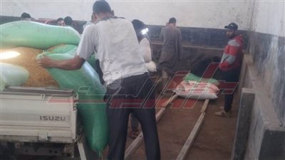 توريد 162 طنا و456 كيلو قمح محلي بكفر الشيخ 