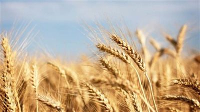 عاجل.. شون وصوامع محافظات الجمهورية تستقبل الأقماح لموسم 2024