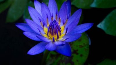 زهرة اللوتس الأزرق.. نبات مائي ينمو في حوض النيل الأزرق 