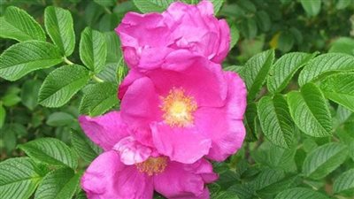 13 توصية لمزارعي النباتات الطبية للتعامل مع الموجة الحارة