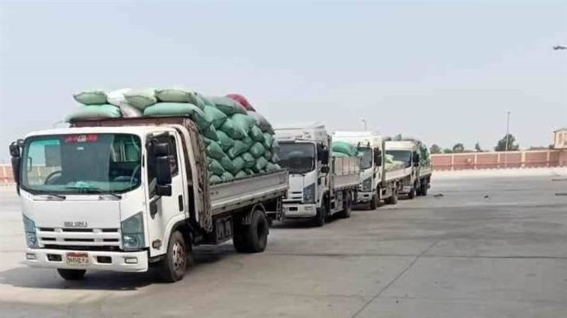 توريد القمح بالمنيا