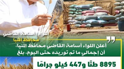 توريد 8895 طناً من محصول القمح بالشون والصوامع الحكومية بالمنيا
