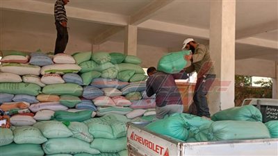 توريد 9091 طنًا و489 كيلو قمح محلي لصوامع كفر الشيخ