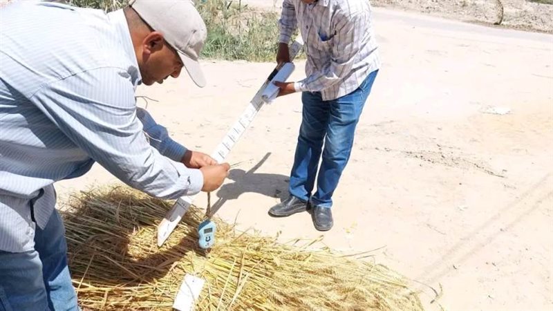 بدء حصاد محصول القمح