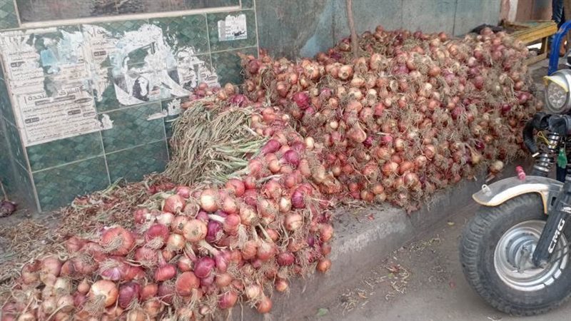 محصول البصل بالمنوفية