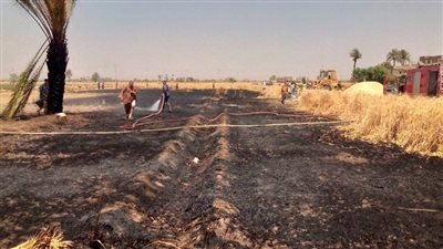 حريق يلتهم فدانين ونصف الفدان قمح فى قرية كوم أسفحت بأسيوط