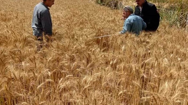 حصاد القمح بالمنوفية