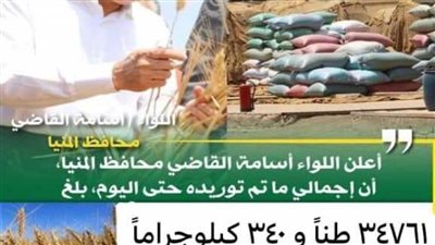 المنيا: استمرار توريد القمح بالشون والصوامع الحكومية 