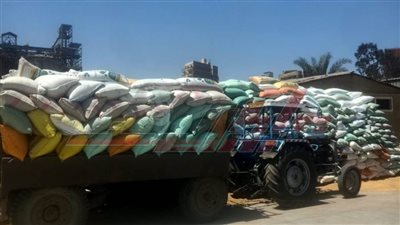 شون وصوامع كفر الشيخ تستقبل 57179 طنا و332 كيلو قمح