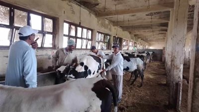 تحصين 72427 رأس ماشية وتنظيم 217 ندوة وترقيم وتسجيل 2240 رأس ماشية وأغنام